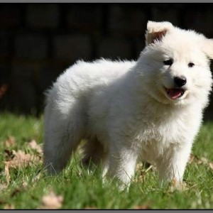 Obesity In Dogs